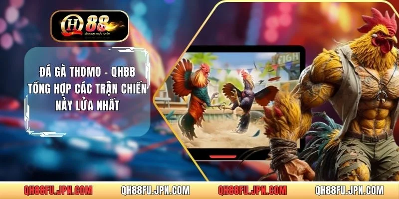 Đá Gà Thomo - QH88 Tổng Hợp Các Trận Chiến Nảy Lửa Nhất